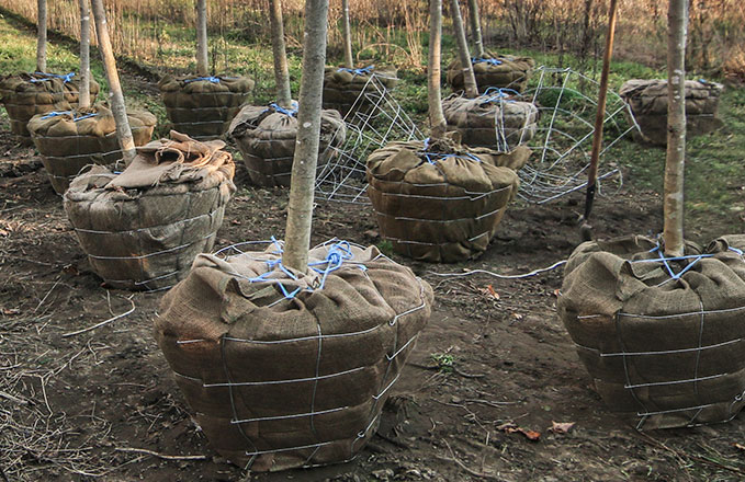 Trees in baskets and burlap photo